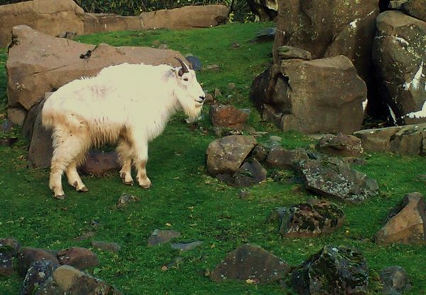 Oregon Zoo Mountain Goat...
