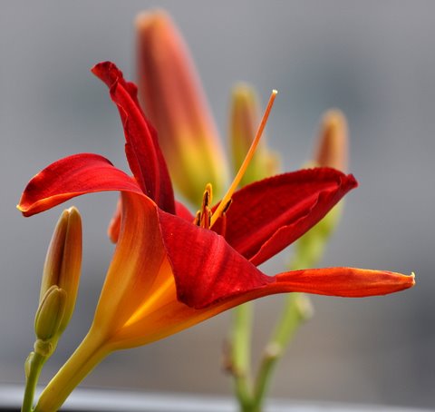 Day Lilies...