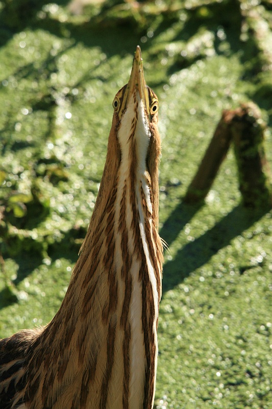 bittern trying to blend into the reeds......