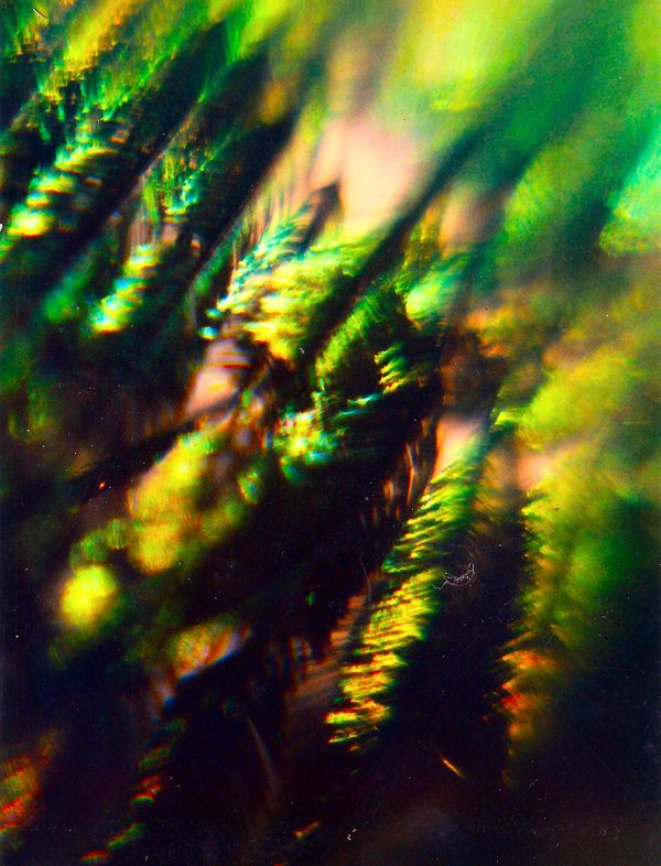 A macro photo I took with my Minolta - but since I...