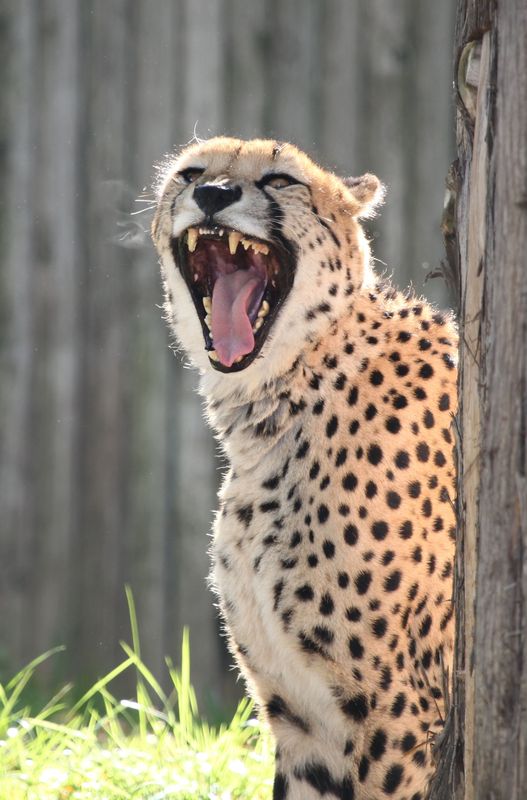 Cheeta at the Philadelphia Zoo...