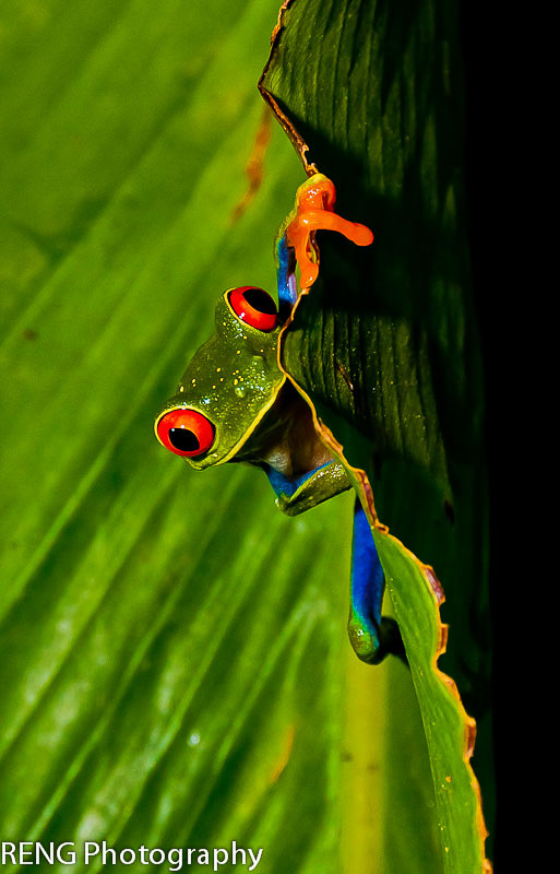 Green eye tree frog...