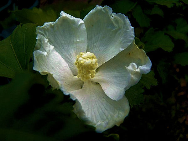 Midnight Bloom...