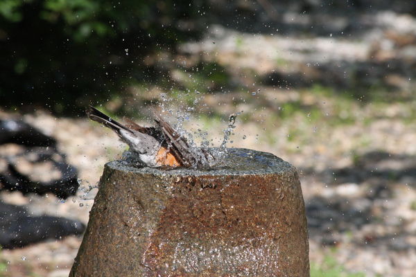 Photo 1 -- Robin bathing...