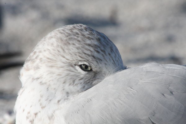 Photo 3 -- Ring-billed Gull...