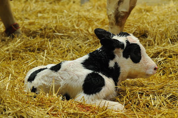 and a newborn dairy cow...