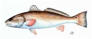 Redfish...