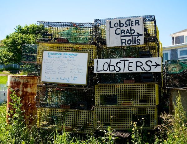 Lobsters Can't Hide with Publicity Like This...