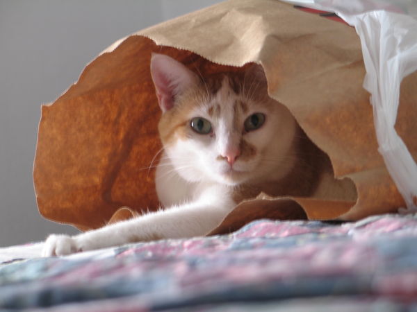 Belle in the Bag...