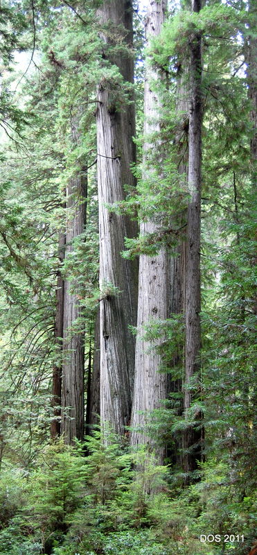 Prairie Creek Redwoods State Park...