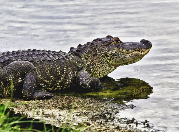 Alligator on golf course...