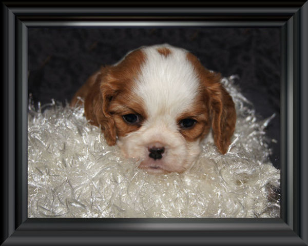 Cavalier king charles puppies...