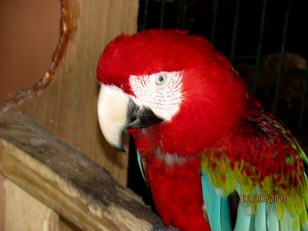 Macaw...