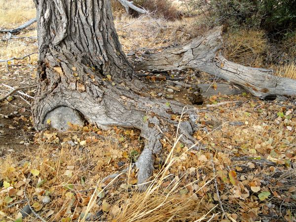 Jan's - Tree Roots...