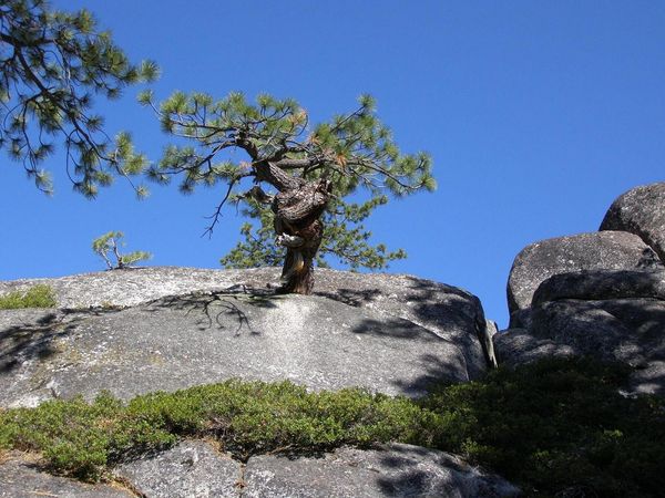 Tortured Tree, Slick Rock Trail, CA...