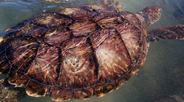 Giant sea turtle-Grand Cayman...
