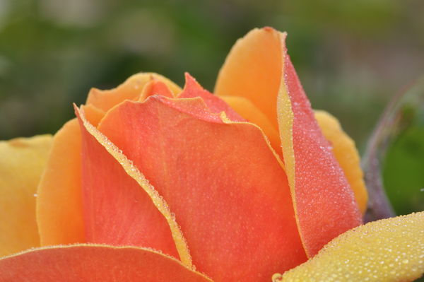 Two-Tone Rose...
