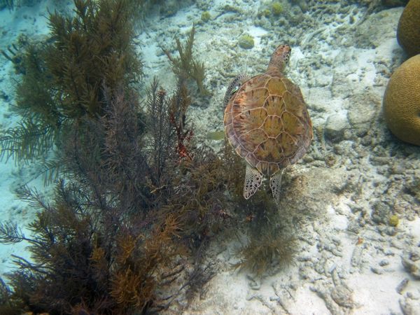 Bonaire turtle...