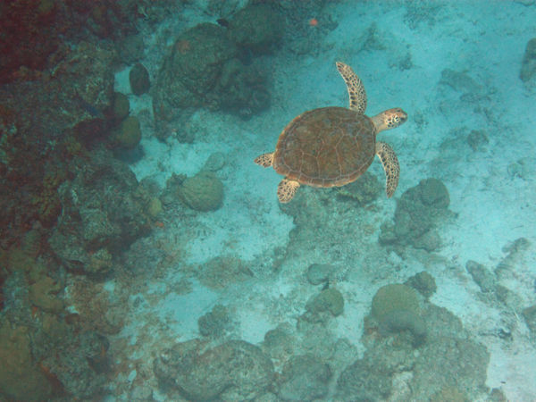 Bonaire turtle...