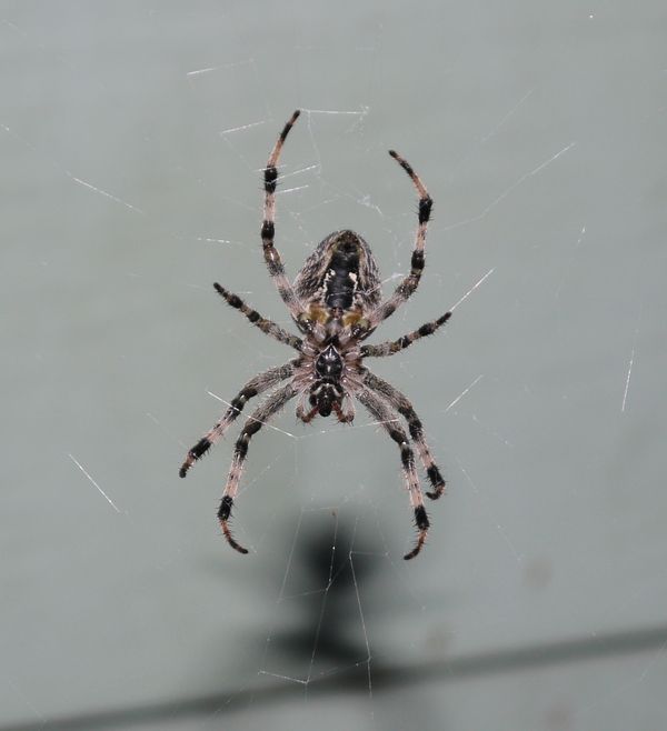 Macro of backyard Brown spider...