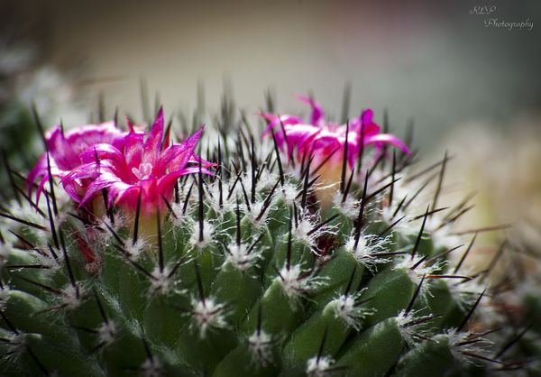 Cactus Bloom...
