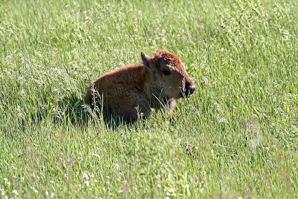 Baby bison...