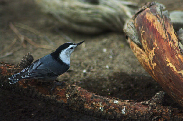 White breasted nuthatch...