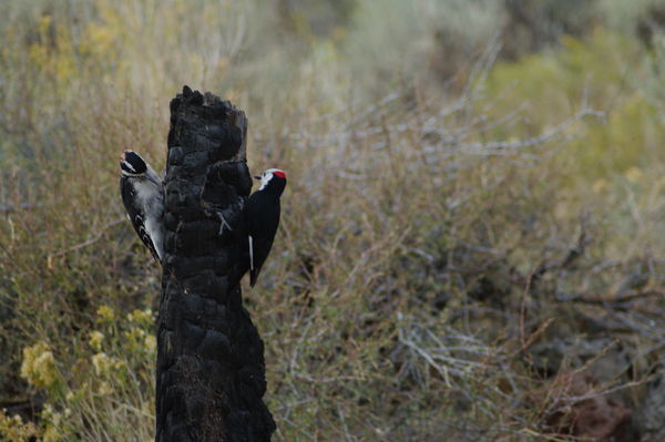 Left-hairy woodpecker Right White headed woodpecke...