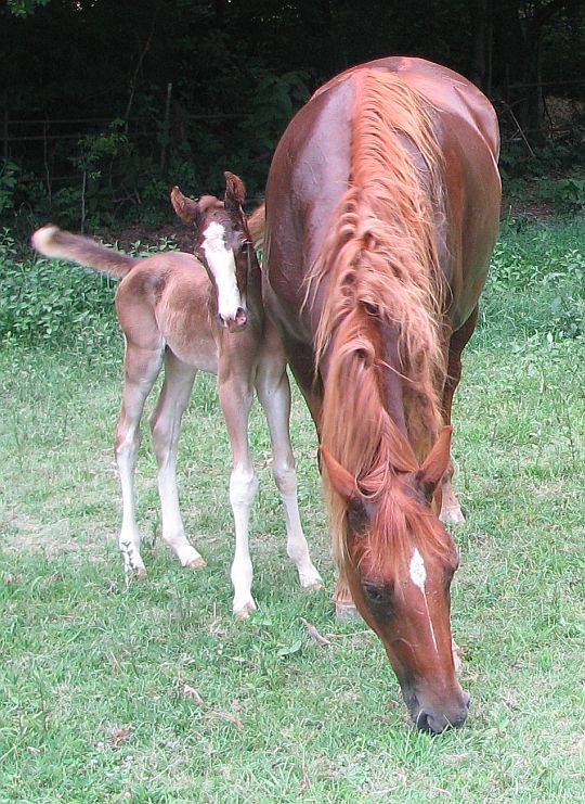 Blue's Forever Amber & baby (1 hour old)...
