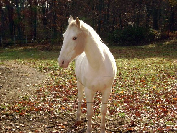 White Horse...