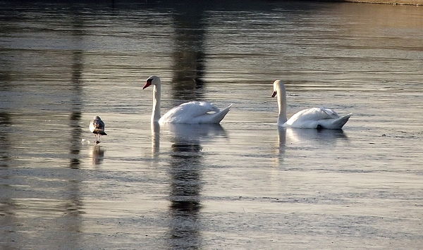 Bird on the Ice - Swans in the water 12/10/11...
