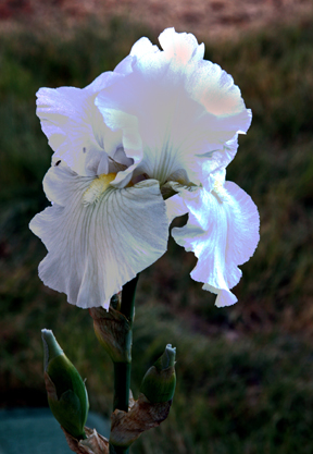 White iIris blooms twice/year w/cloyingly sweet ar...
