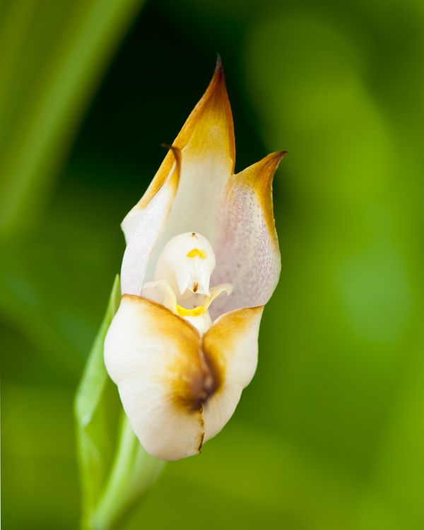 yellow and white orchid...