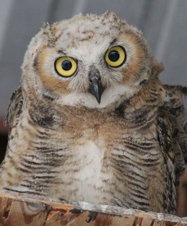 Great Horned owl baby...