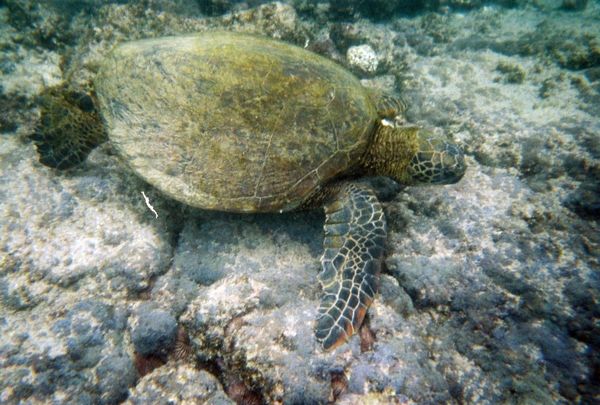 The first turtle I ever got a decent shot of.(was ...
