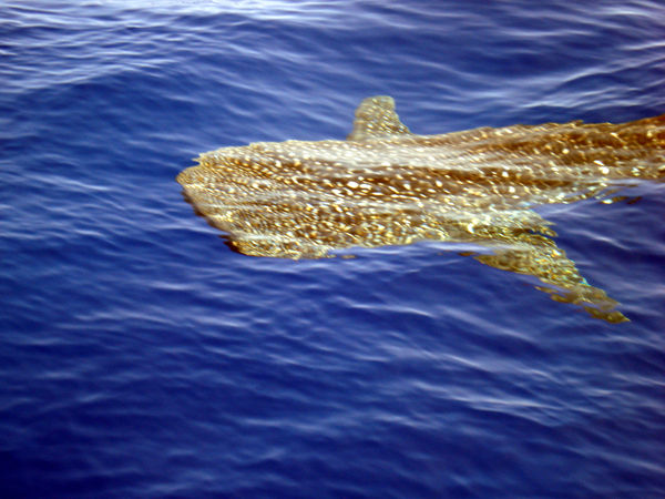 Whale shark - pretty rare and goofy fish...
