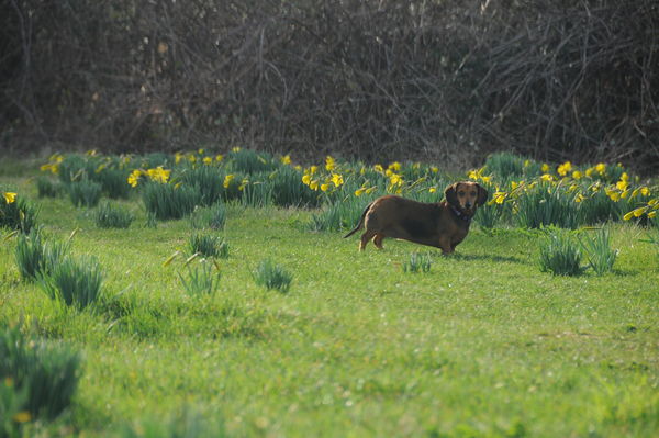ruby in the daffodils...