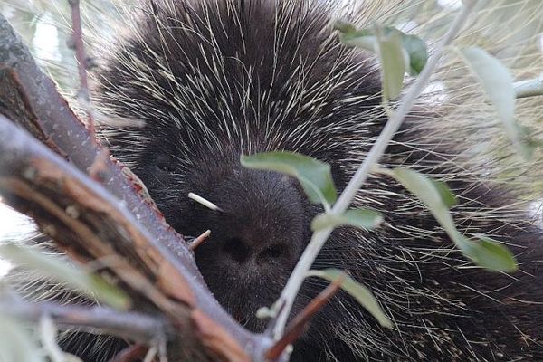 Porcupine. With maybe a quill in his nose....