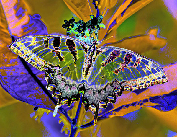 Psychedelic Flutterby...