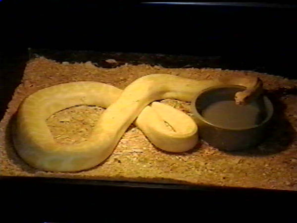 this is grouchy. an albino burmese python. once he...