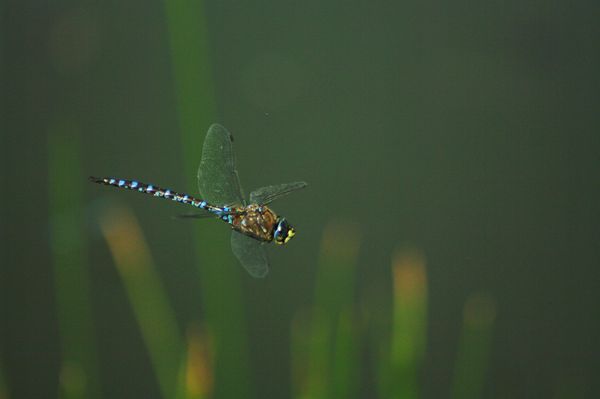 Blue darner on the wing...