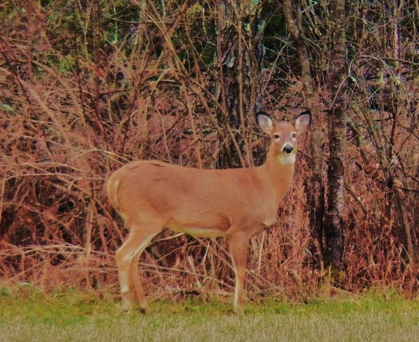 the long shot-200 yards away...