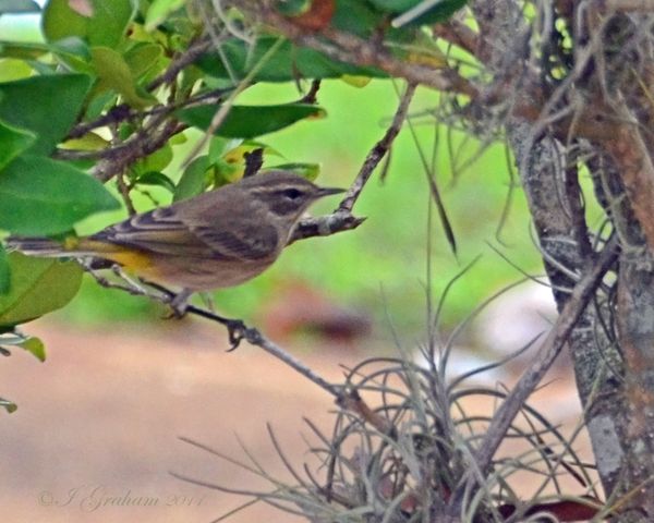Yellow-rumped warbler (I think)...