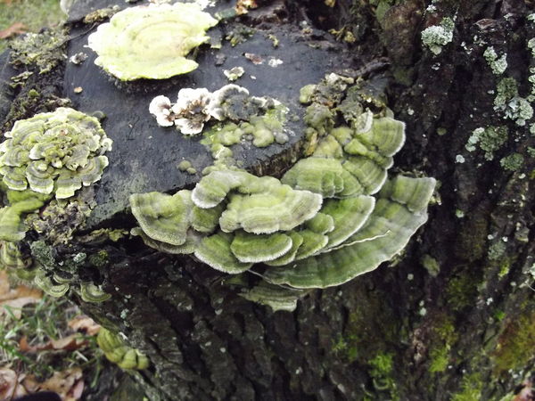 Tree fungus...