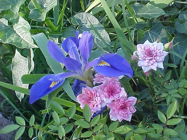 Dutch Iris & pointed petal mini rose...