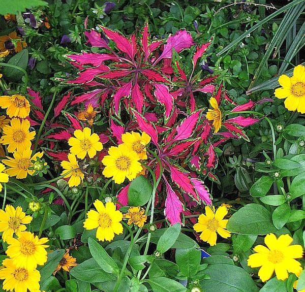 Coreopsis and Coleas...