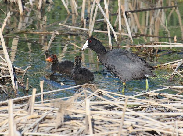 American Coot babies. taken in the summer...