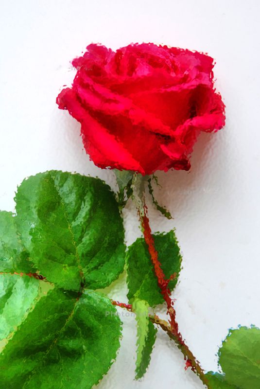 red rose...