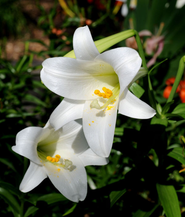 Easter Lily...