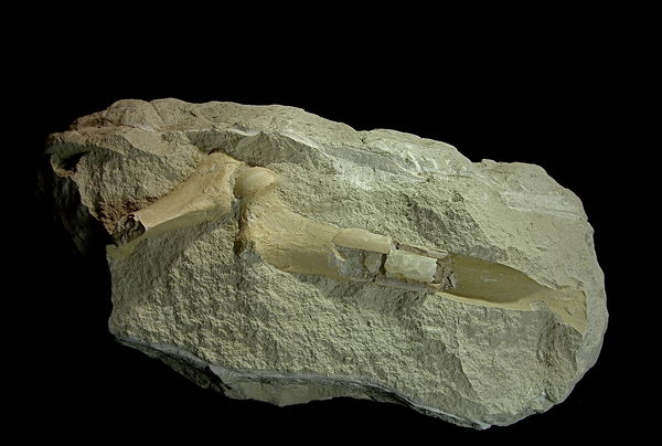 fossilized bone and marrow, enlarge so you can see...